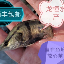 【荐】鳜鱼桂鱼浙江鳜鱼苗桂鱼活体运输水车送货上门