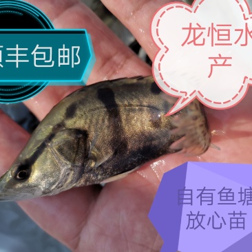 【荐】鳜鱼桂鱼浙江鳜鱼苗桂鱼活体运输水车送货上门