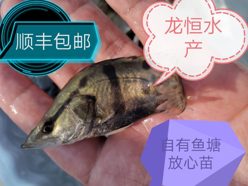 【荐】鳜鱼桂鱼浙江鳜鱼苗桂鱼活体运输水车送货上门