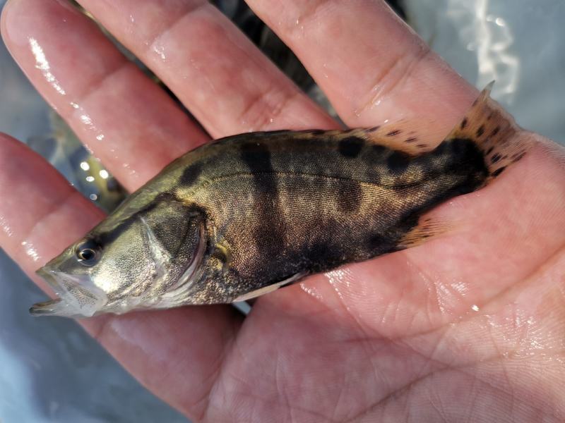 【荐】鳜鱼桂鱼浙江鳜鱼苗桂鱼活体运输水车送货上门