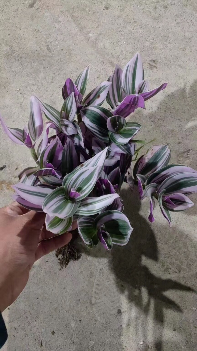 120规格A级婚礼油画吊兰