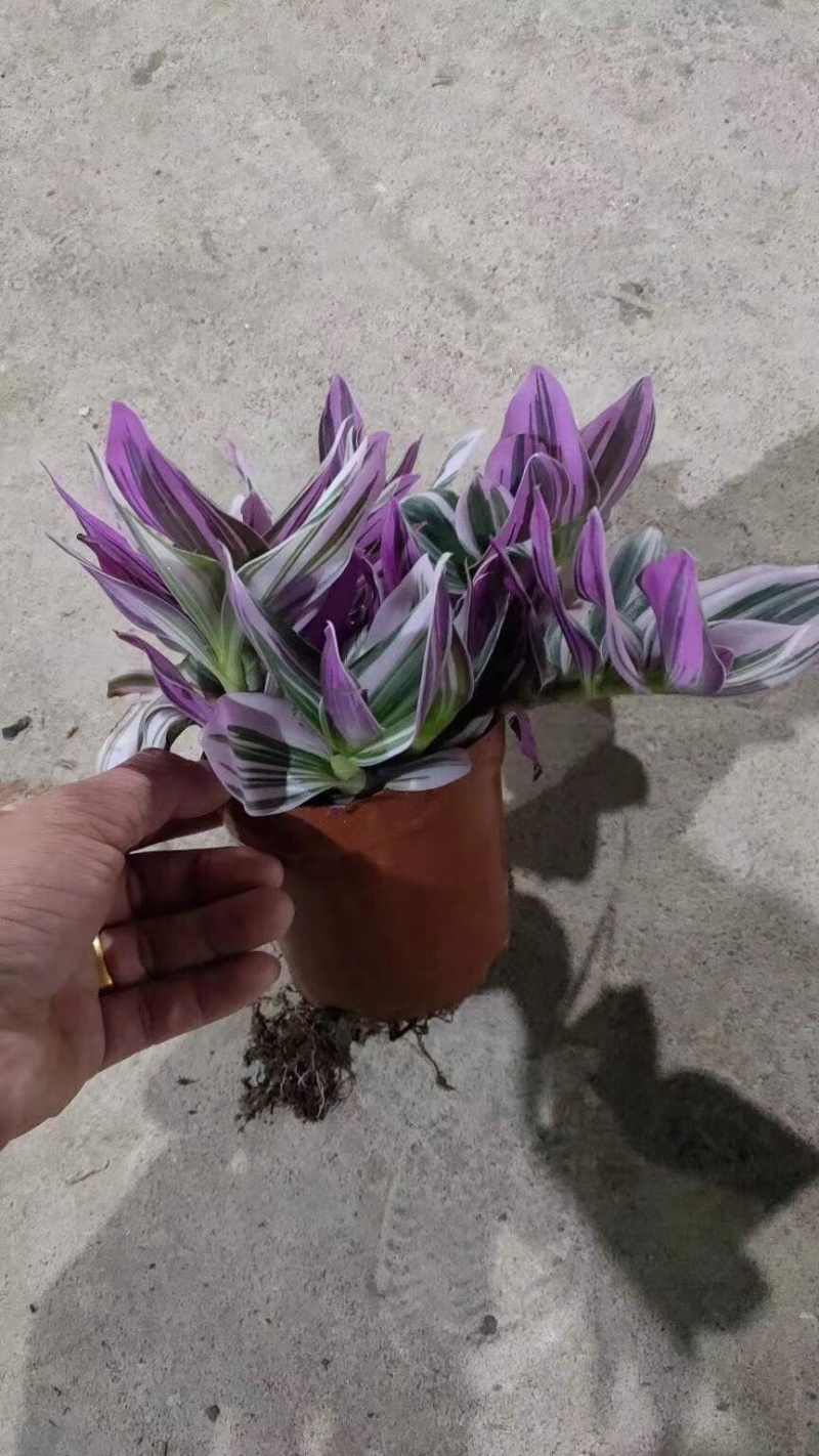 120规格A级婚礼油画吊兰