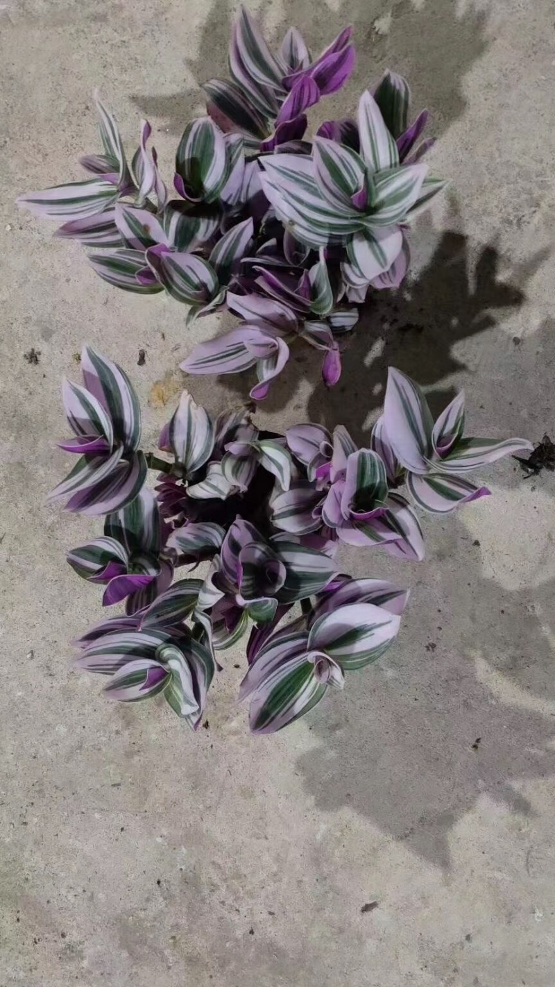 120规格A级婚礼油画吊兰