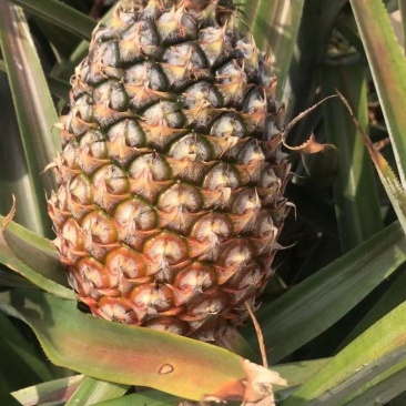 海南金钻17号凤梨！（纯树上熟）口感香甜！肉色金黄！