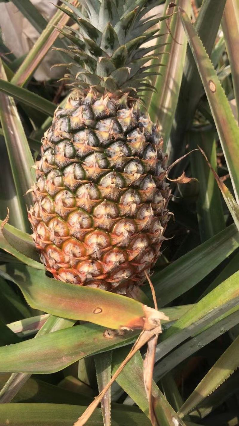 海南金钻17号凤梨！（纯树上熟）口感香甜！肉色金黄！