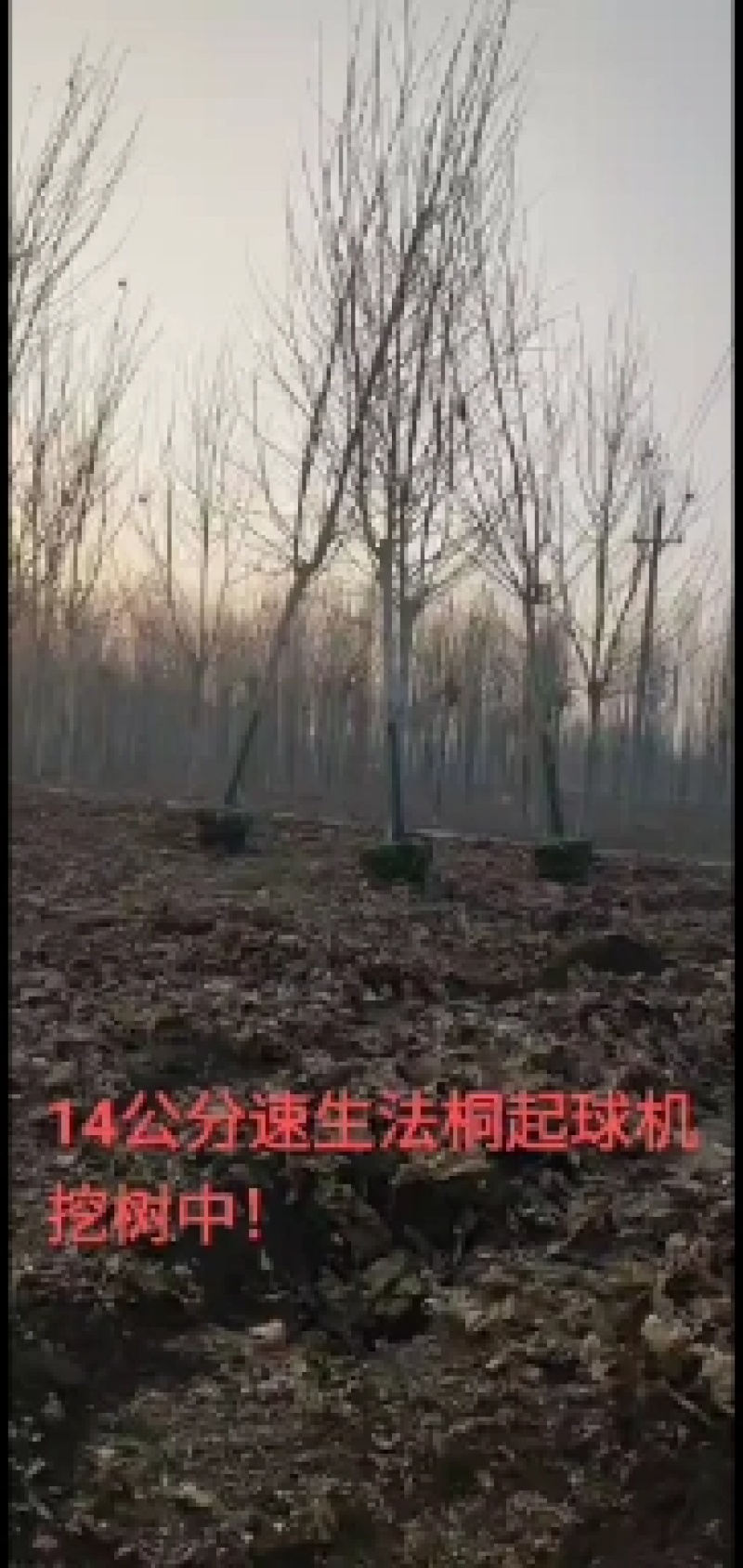 12到15公分速生法国梧桐苗圃出售，价格