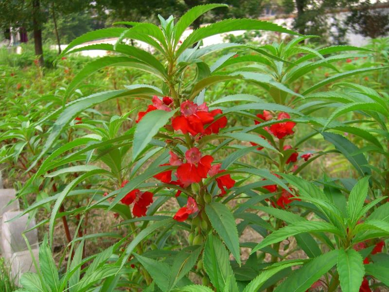 急性子种子凤仙花种子指甲花指好种管理提供种植技术