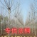 供13公分速生法国梧桐树价格，速生白蜡国槐，悬铃木，法梧