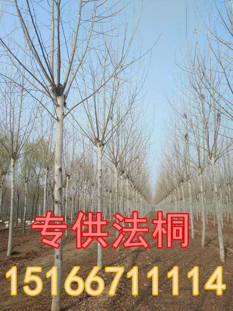 供13公分速生法国梧桐树价格，速生白蜡国槐，悬铃木，法梧