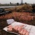 鱼腥草折耳根基地全年供应全国当天到货需要中转联系我