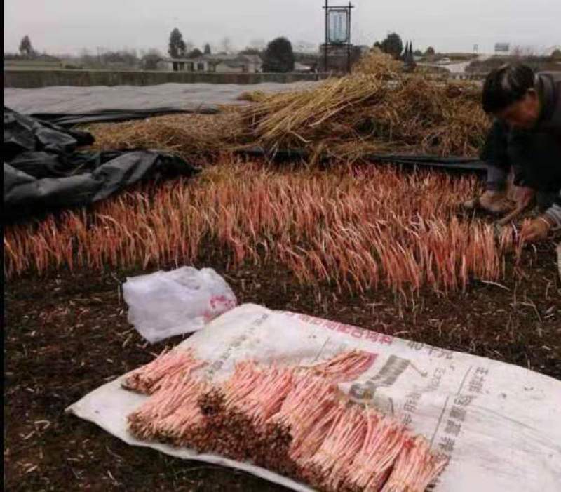 鱼腥草折耳根基地全年供应全国当天到货需要中转联系我