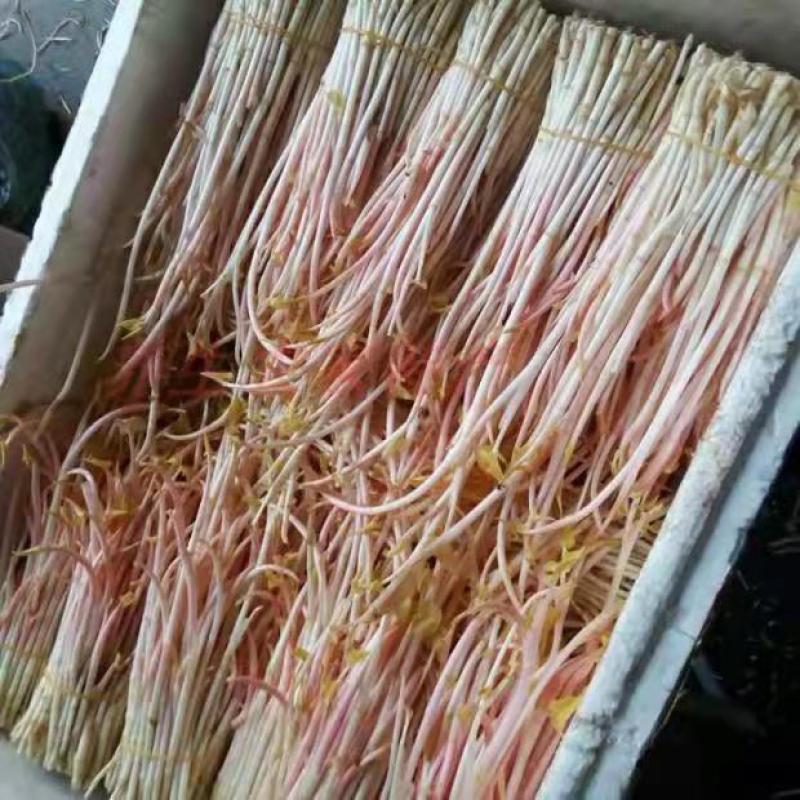 鱼腥草折耳根基地全年供应全国当天到货需要中转联系我