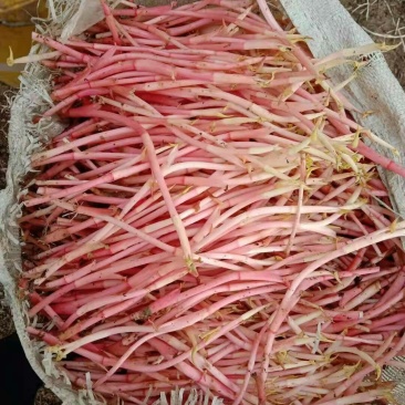 鱼腥草折耳根基地全年供应全国当天到货需要中转联系我