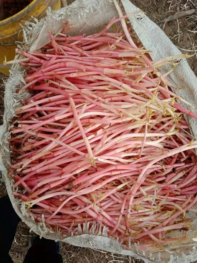 鱼腥草折耳根基地全年供应全国当天到货需要中转联系我