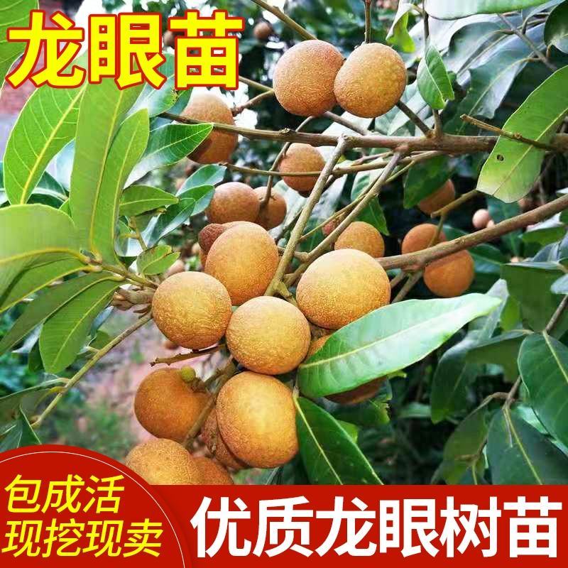 龙眼苗四季龙眼苗石硖龙眼苗储良龙眼苗欢迎实地考察