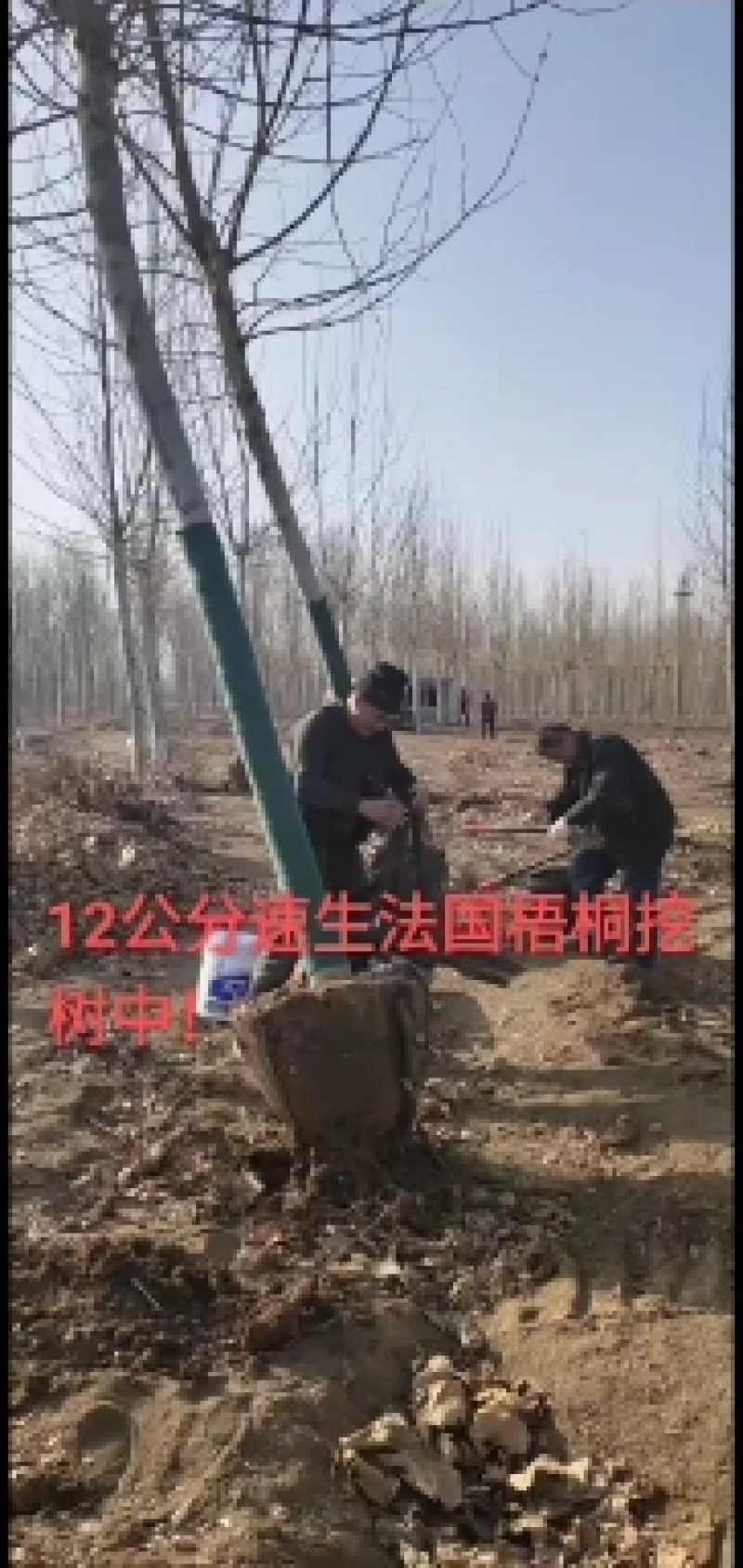白蜡树10公分速生白蜡价格13公分速生法桐价格