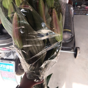 凌源百合鲜切花批发零售