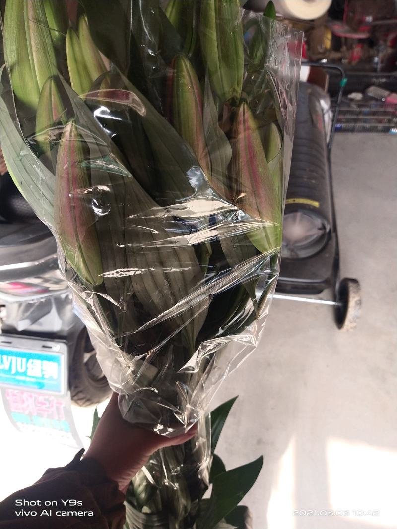 凌源百合鲜切花批发零售