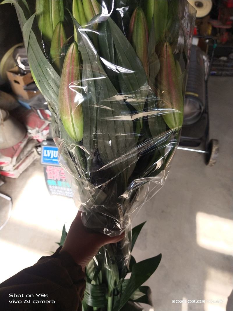 凌源百合鲜切花批发零售