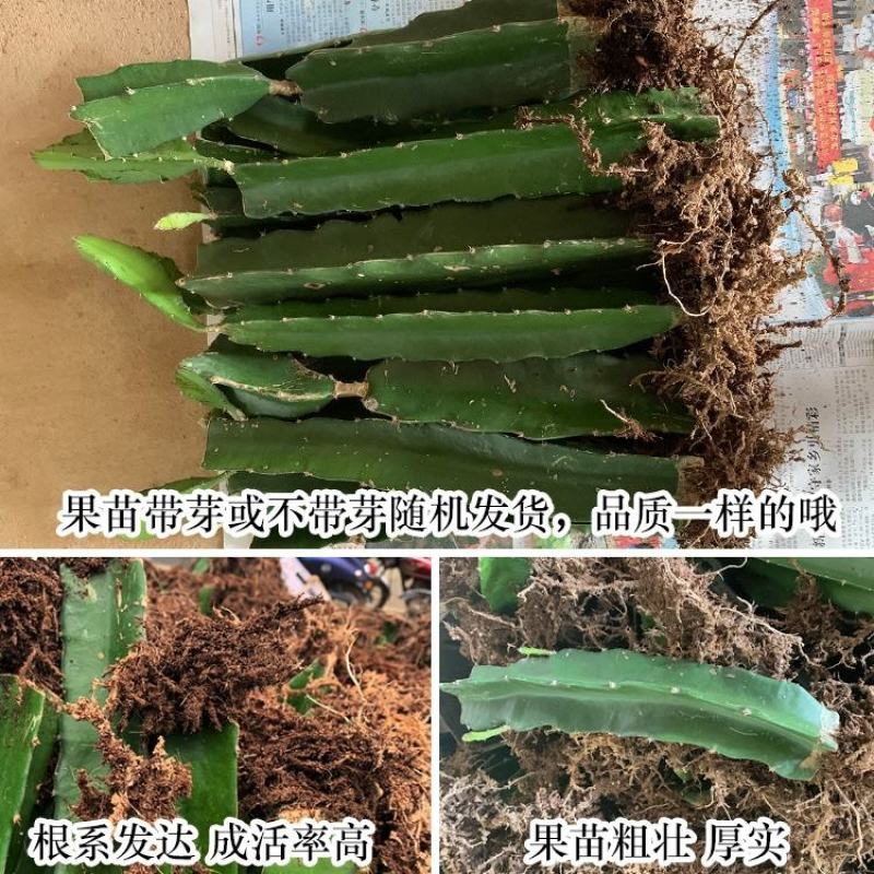 燕窝火龙果苗嫁接燕窝火龙果大红火龙果苗南北方庭院种植包邮