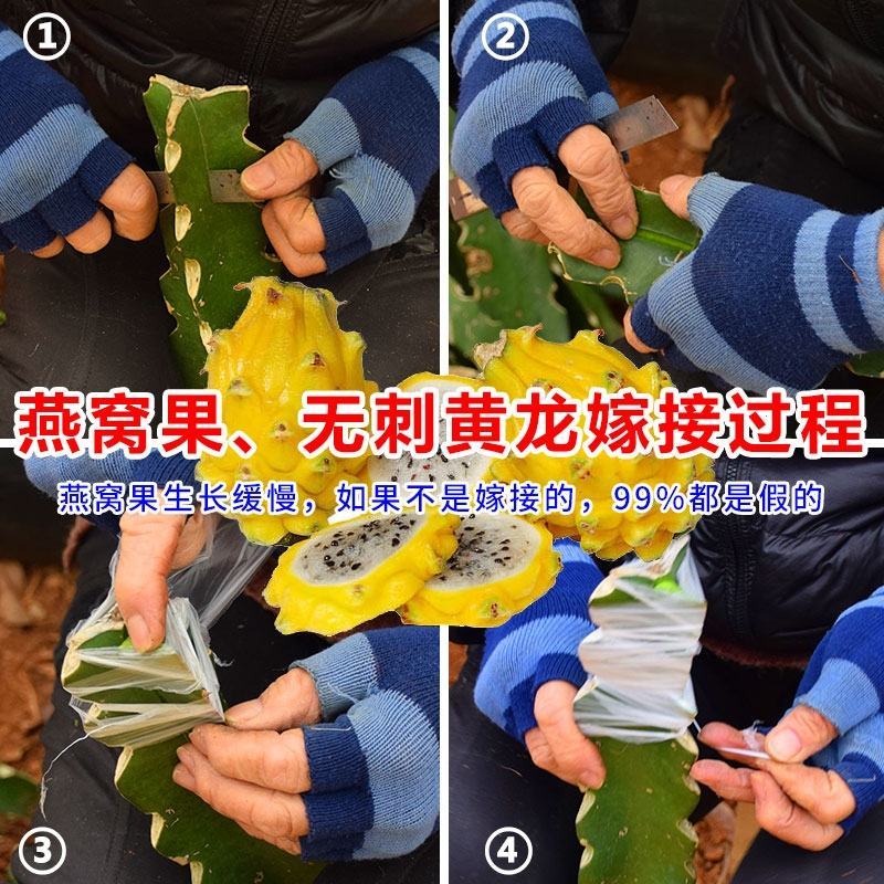 燕窝火龙果苗嫁接燕窝火龙果大红火龙果苗南北方庭院种植包邮