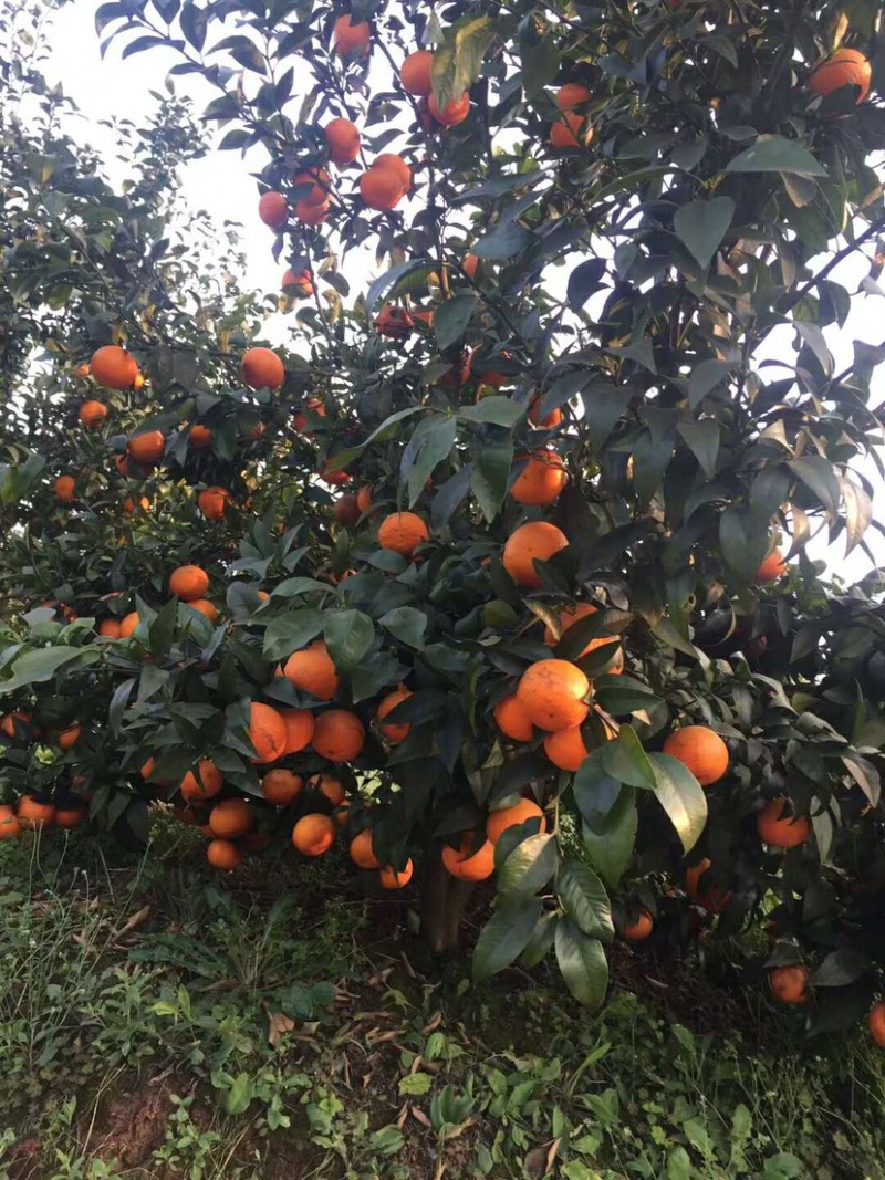 宜宾沃柑精品沃柑基地直销货源充足欢迎朋友预汀