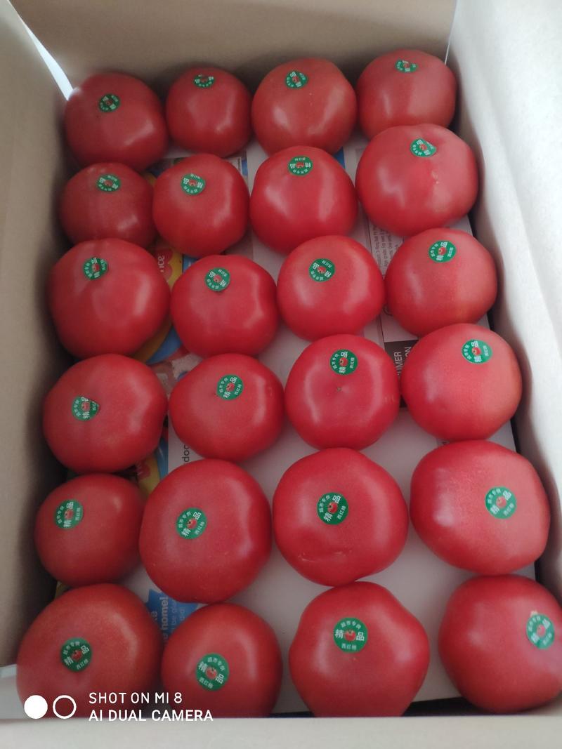 【通货】连云港硬粉西红柿沙瓤耐运输，串果西红柿，弧三以上