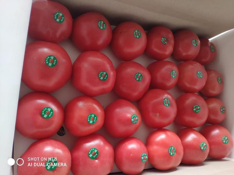 【通货】连云港硬粉西红柿沙瓤耐运输，串果西红柿，弧三以上