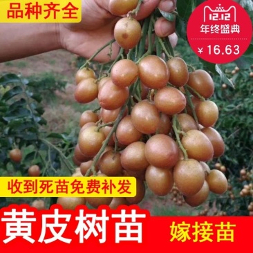 黑黄皮树苗果树苗嫁接无核黄皮苗鸡心黄皮苗贵妃黄皮苗