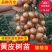 黑黄皮树苗果树苗嫁接无核黄皮苗鸡心黄皮苗贵妃黄皮苗