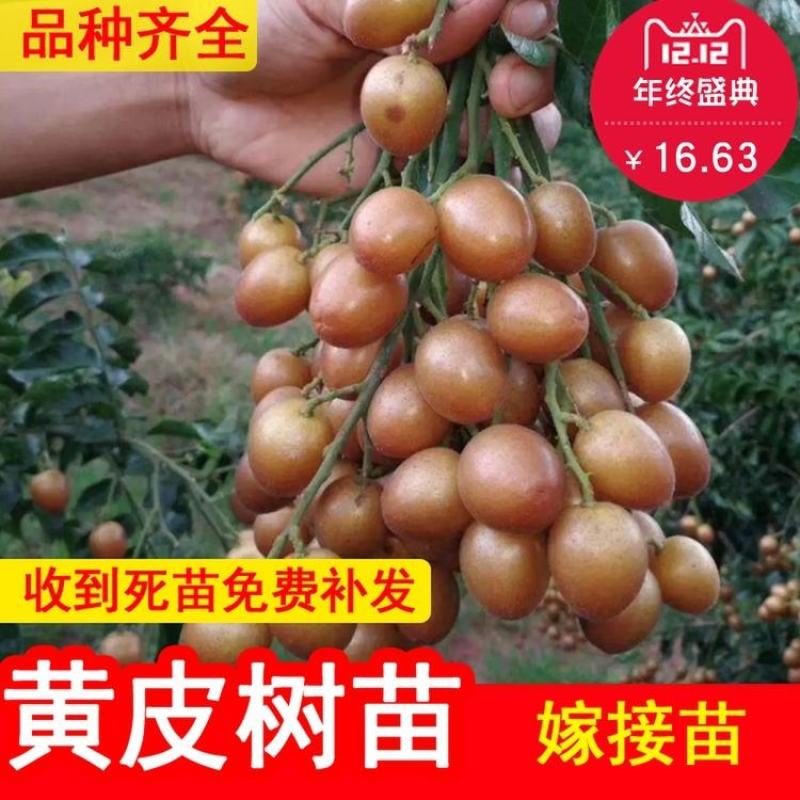 黑黄皮树苗果树苗嫁接无核黄皮苗鸡心黄皮苗贵妃黄皮苗