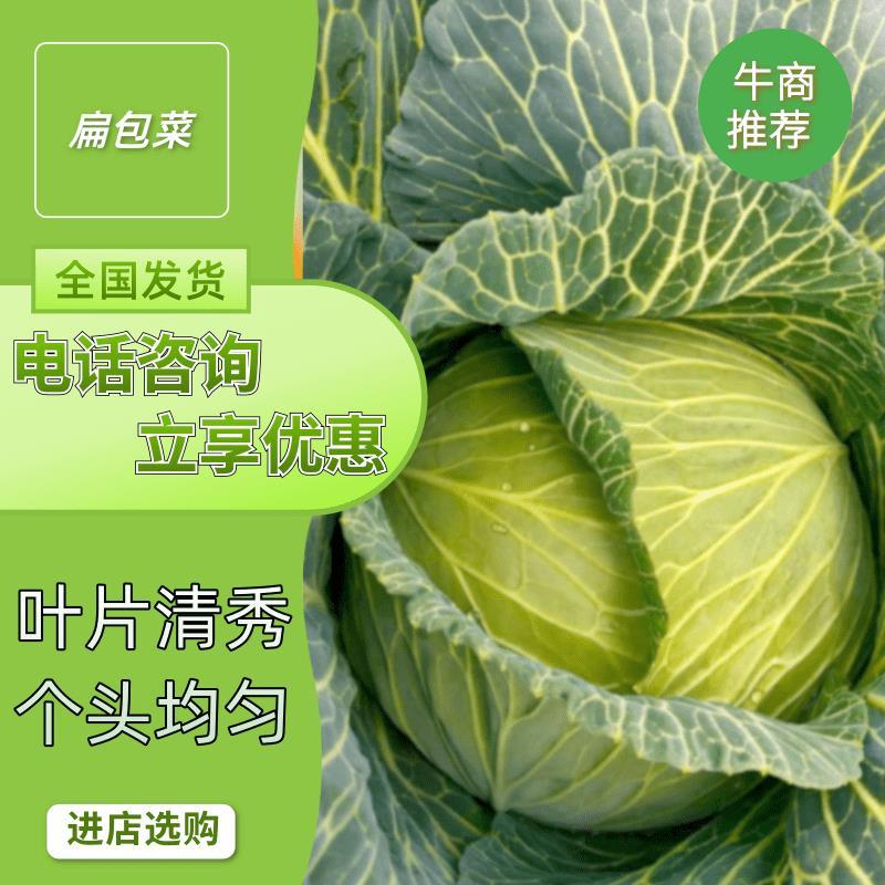 优质扁包菜，圆甘蓝大量上市，适合加工厂，出口，市场，超市！