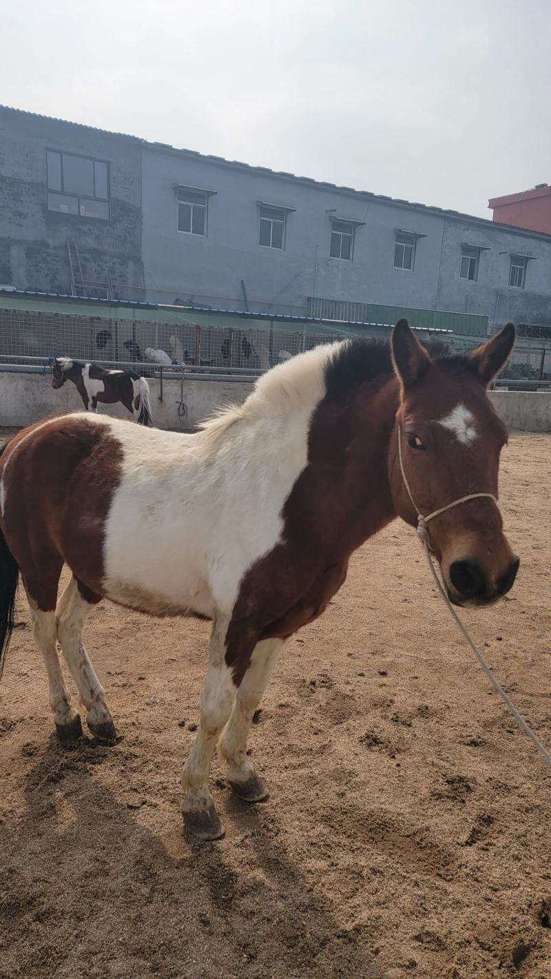 矮马养殖场出售德保矮马设特兰矮马法拉贝拉骑乘大马全国包邮