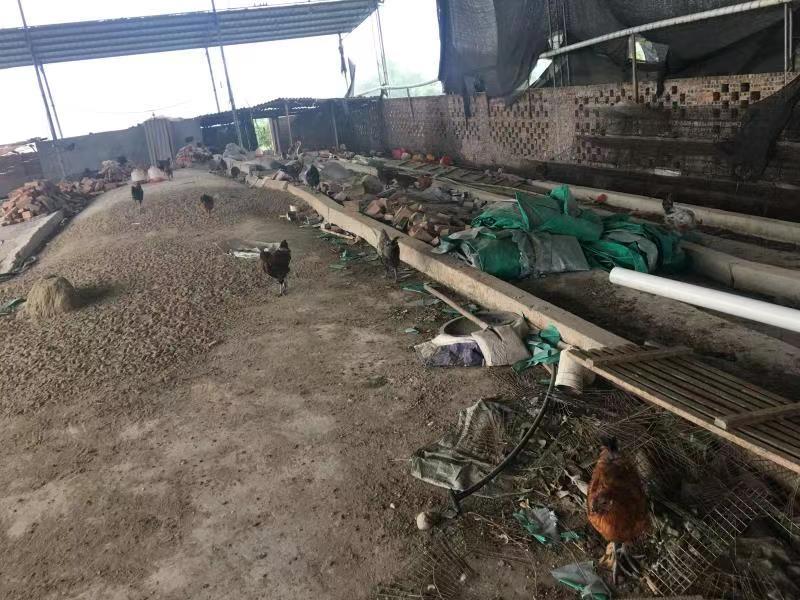 养殖场出租，能过环保