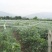 pe防草布加厚100克，加密地布4.5米宽园艺大棚