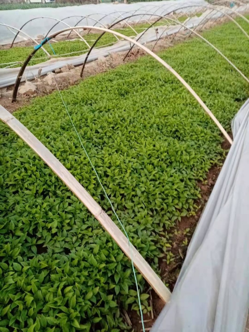 三樱椒辣椒苗/高辣829.816线椒基地培育，/可签合同