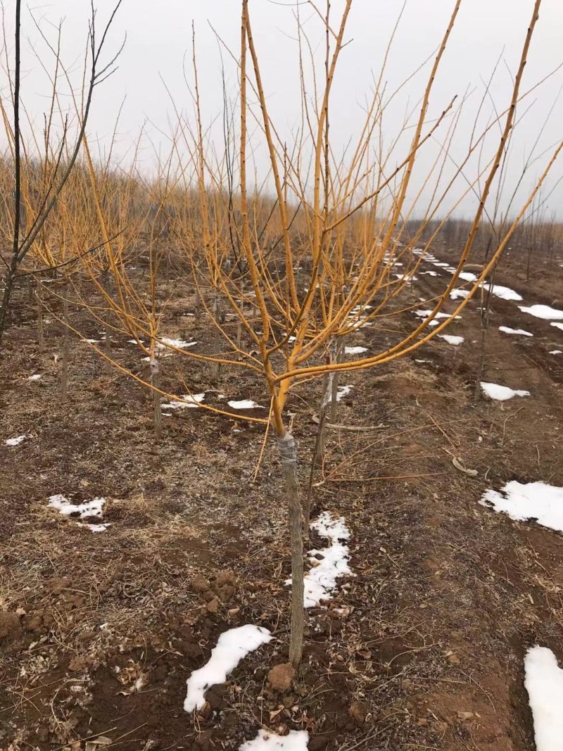 金枝槐！金枝金叶！质量高！价格便宜！高杆低杆都有！