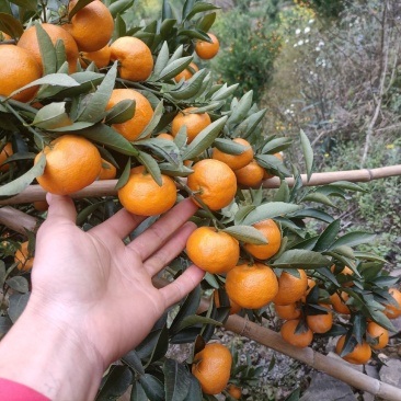 西林马水桔，果皮细腻，口感好甛度高