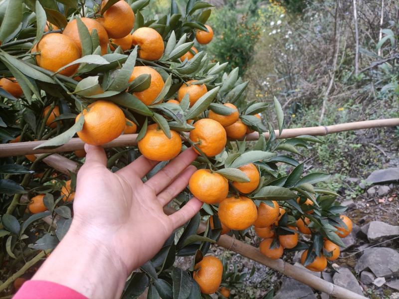 西林马水桔，果皮细腻，口感好甛度高
