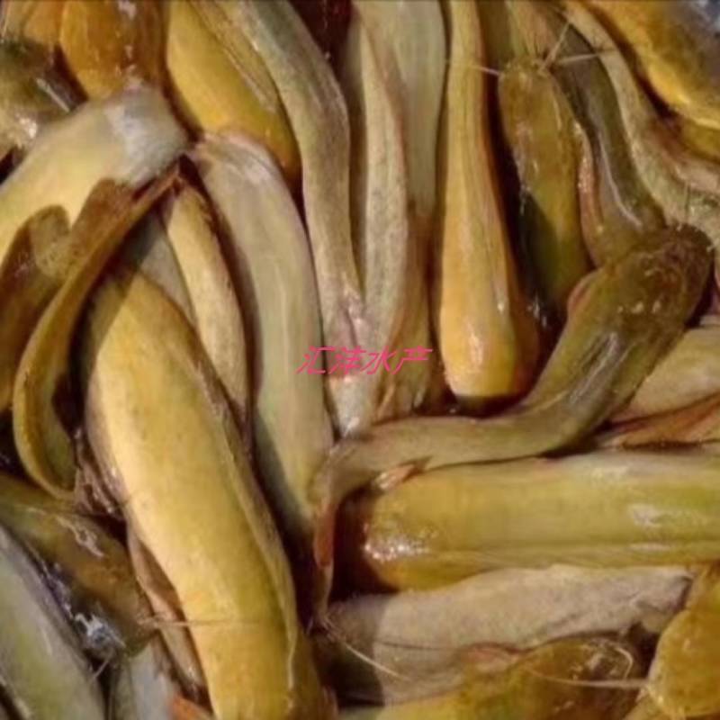 土鲶鱼，广东塘鲺，塘角鱼，胡子鲶，本地塘鲺，三黄土塘鲺
