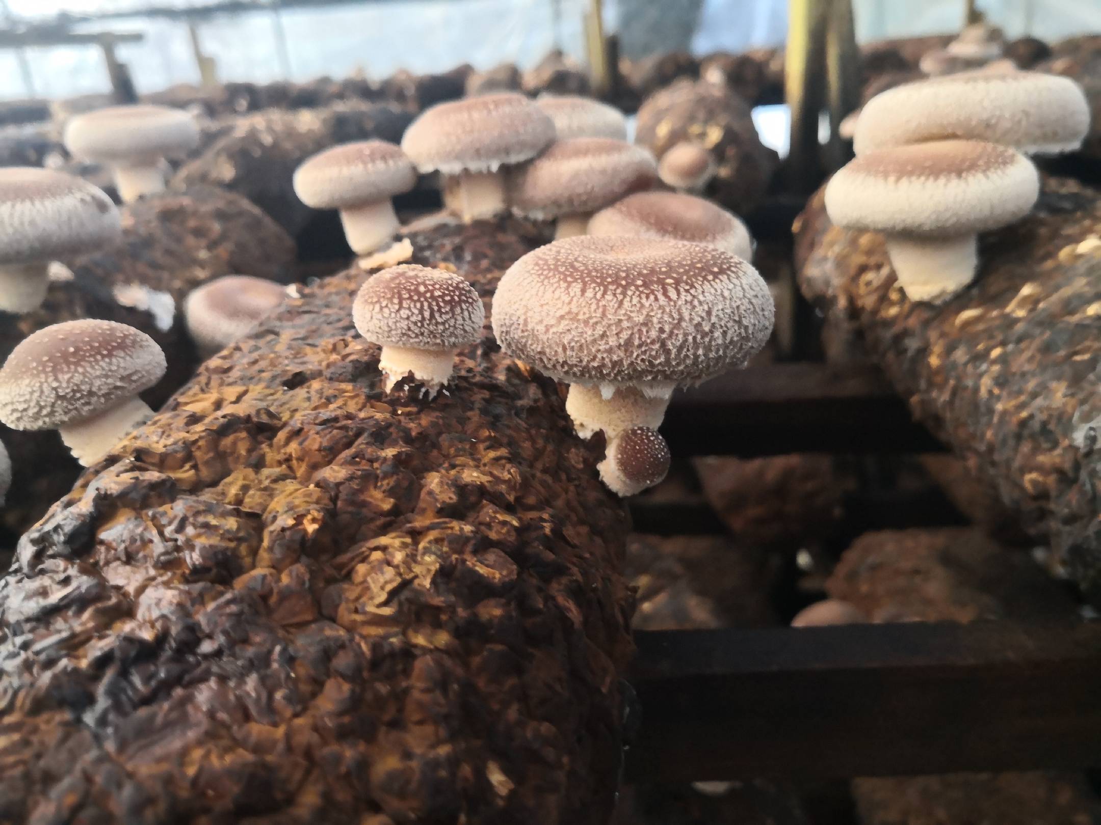 无柄黑灵芝的外观特征