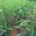 大刺皂角苗，现挖发货