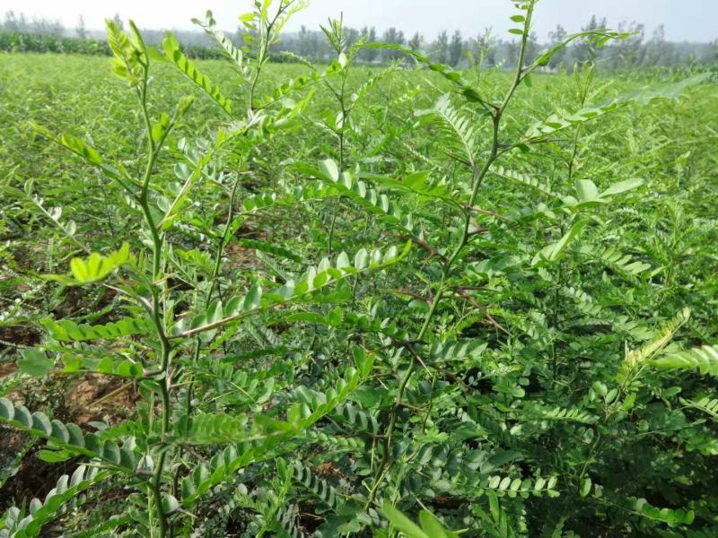 大刺皂角苗，现挖发货