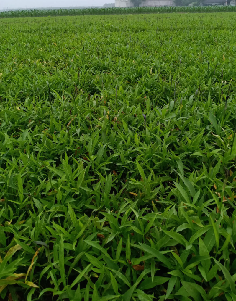 旱半夏种子产量高稳产祁都保定安国种植基地货源充足