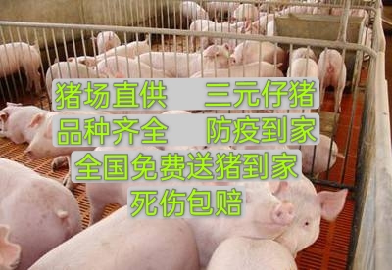 广西三元仔猪育肥猪苗，猪场看猪全国发货，质量保证
