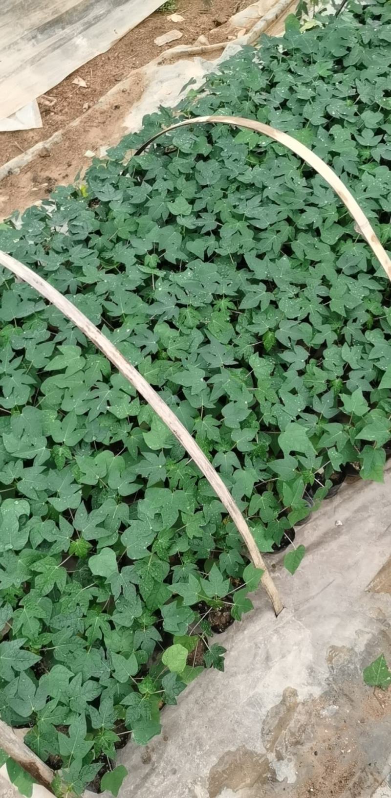 木瓜苗益源6号大青大白木瓜苗红肉木瓜水果木瓜