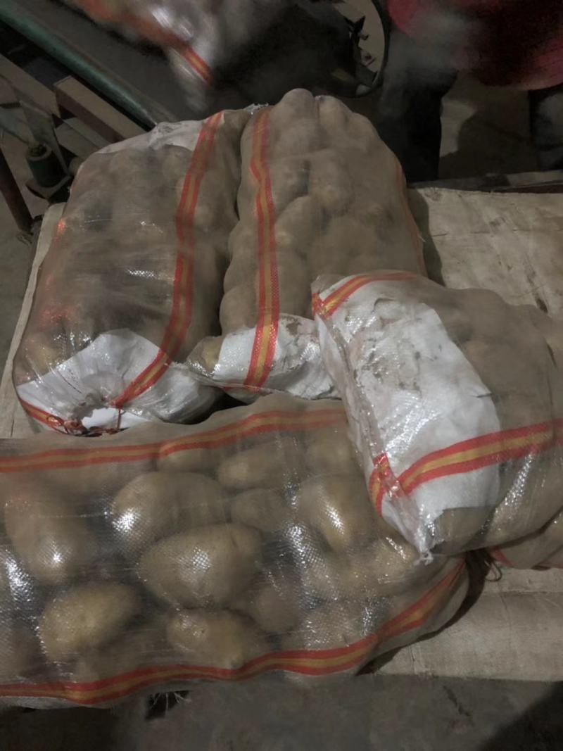 荷兰十五土豆基地批发量大质优3两以上货源充足