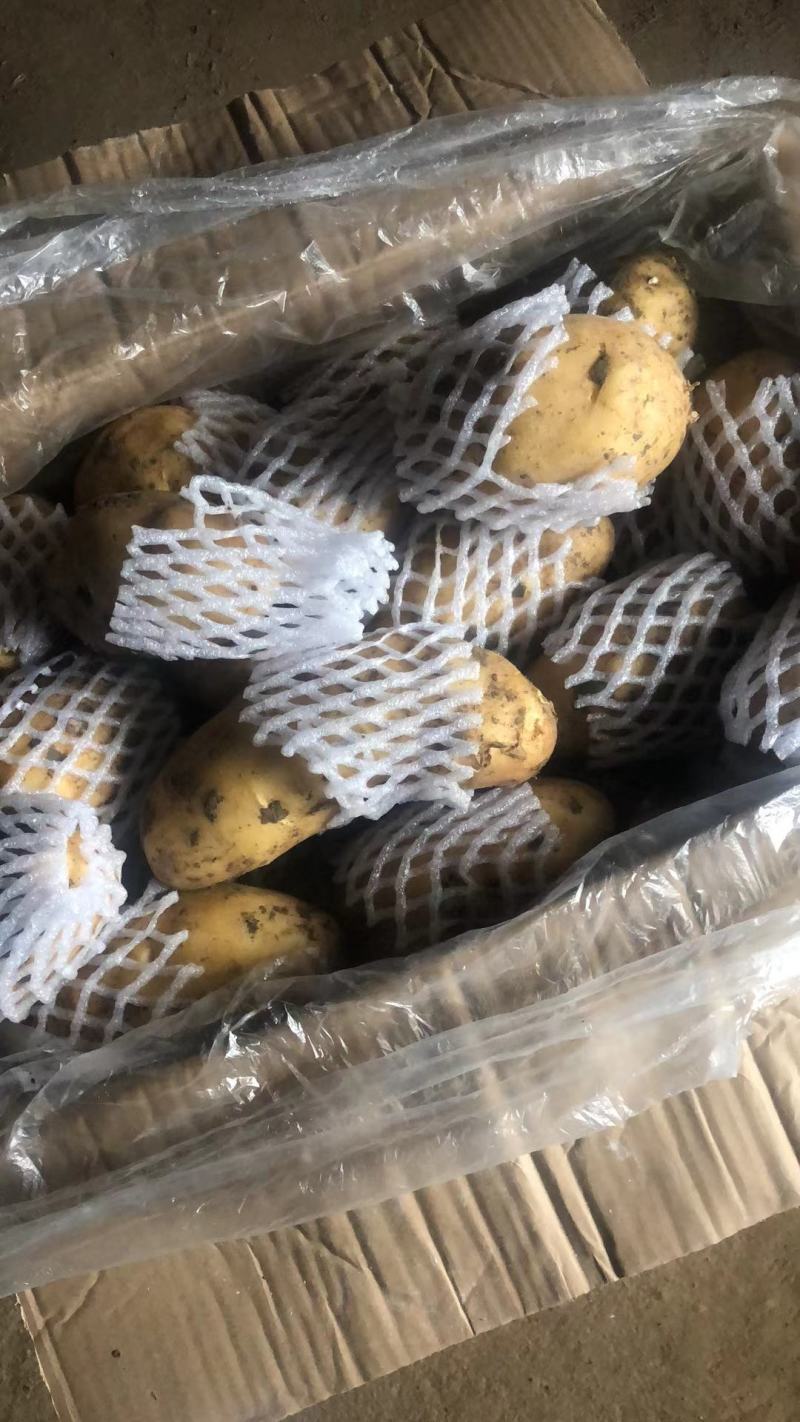 荷兰十五土豆基地批发量大质优3两以上货源充足