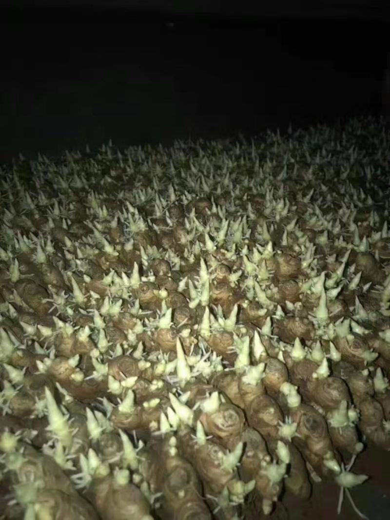 小黄姜4两以上泥姜基地，新鲜生姜大量有货