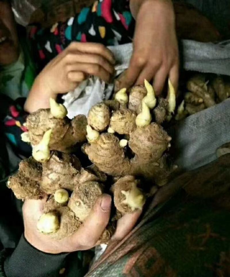 小黄姜4两以上泥姜基地，新鲜生姜大量有货
